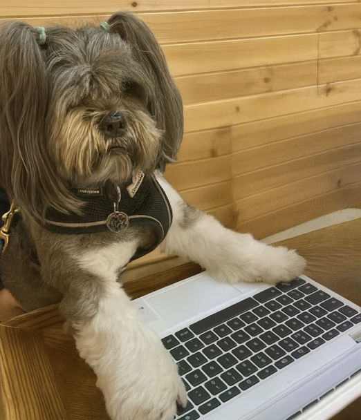 lhapso apso in a cafe at a laptop
